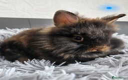 Lionhead rabbits for sale: Beautiful double maned bunnies ready to go - Image 3
