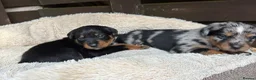 Mixed Breed dogs for sale: Border Rotty puppies for sale  - Advert 5