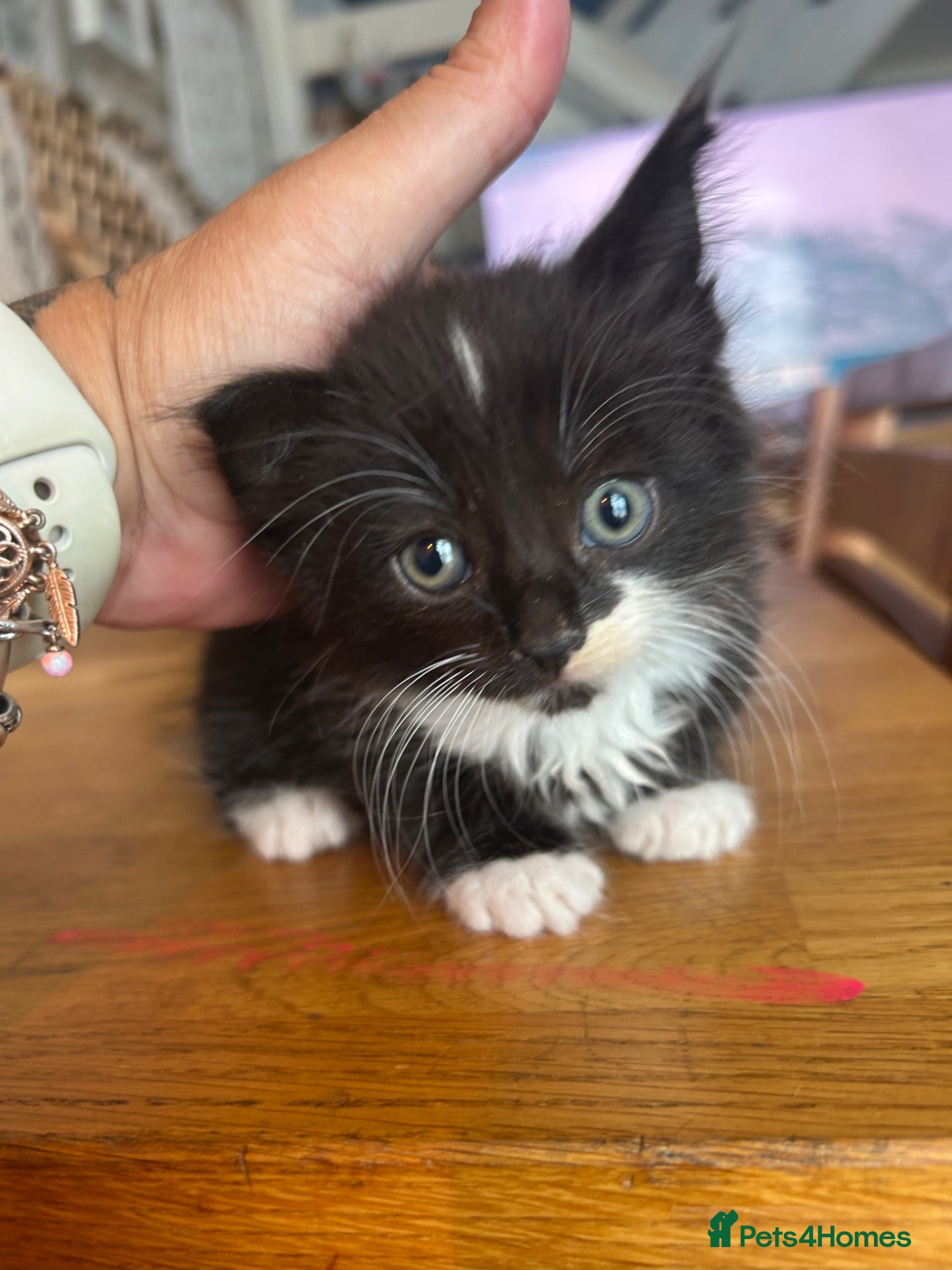 British Shorthair cats Kittens for sale - Advert 5