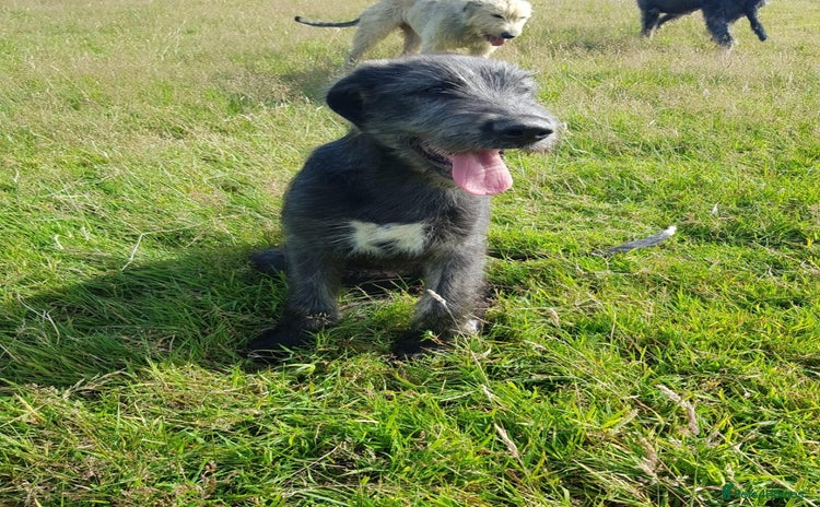 Irish Wolfhound dogs - Advert 1