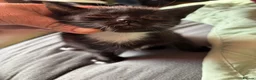 Mixed Breed cats for sale: AVAILABLE NOW!! 2 Beautiful kittens 1 boy 1 girl - Advert 3