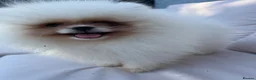 Pomeranian dogs for sale:     Luxury White Pomeranian Puppies  - Advert 32