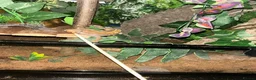 Gecko reptiles for sale: Female Harlequin Created Gecko in Aldershot - Advert 4