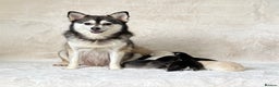 Pomsky dogs for sale: Stunning perfect husky markings f3 Pomsky puppies - Advert 17