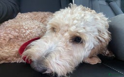 Cockapoo dogs for sale: Cockerpoo for sale  - Image 2