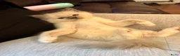 Ragdoll cats for sale: Pedigree Ragdoll Kittens GCCF Registered   in Dagenham - Advert 5