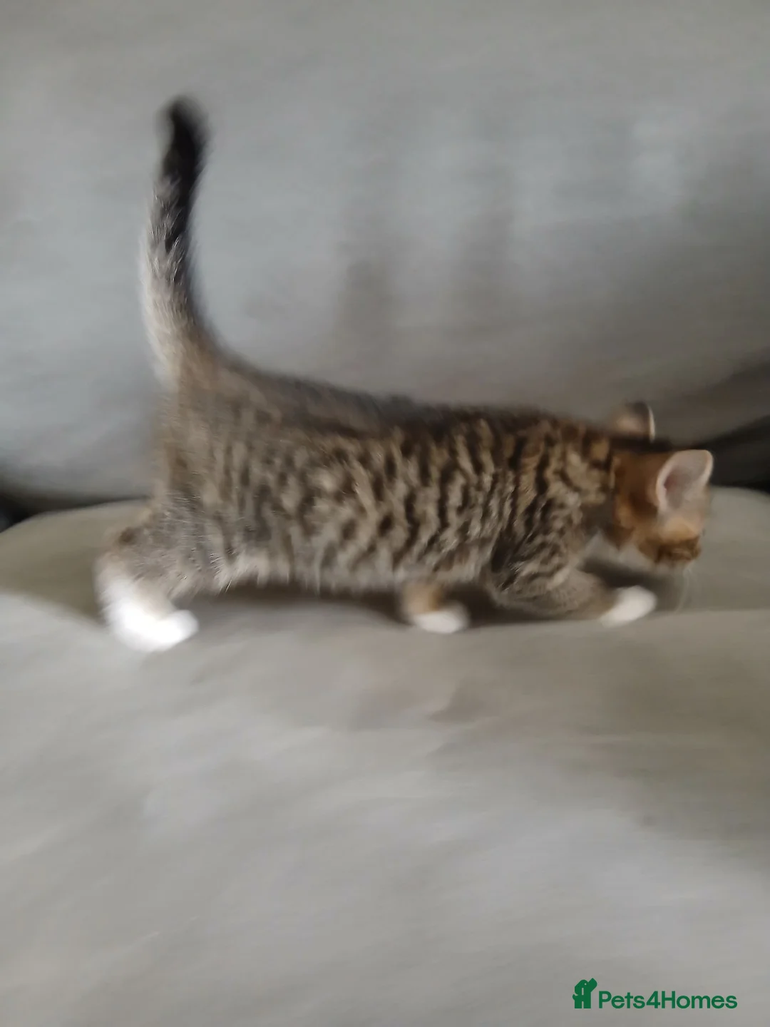 Mixed Breed cats for sale: Four babies ready for their FOREVER homes ❤️ - Advert 21