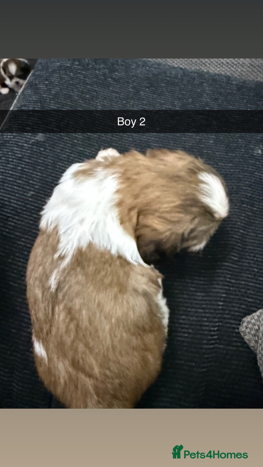 Shih Tzu dogs for sale: 5 stunning Shih Tzu puppies  - Advert 16