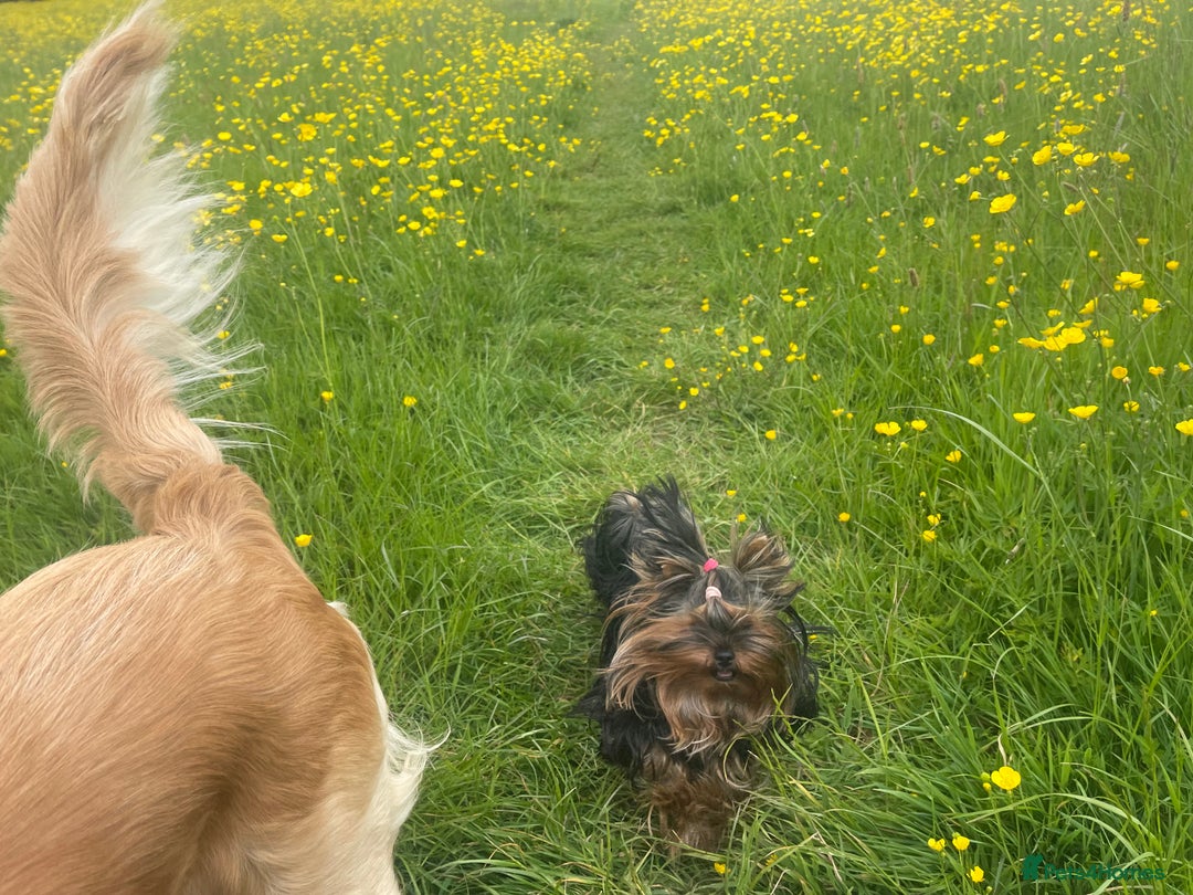 Yorkshire Terrier dogs for sale: Absolutely adorable mini yorkie puppies  - Image 29