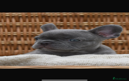 French Bulldog dogs for sale: Beautiful litter of 8 French bulldog puppies - Image 4