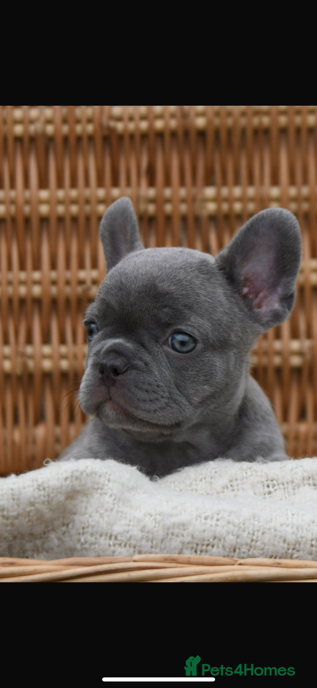 French Bulldog dogs for sale: Beautiful litter of 8 French bulldog puppies - Image 4