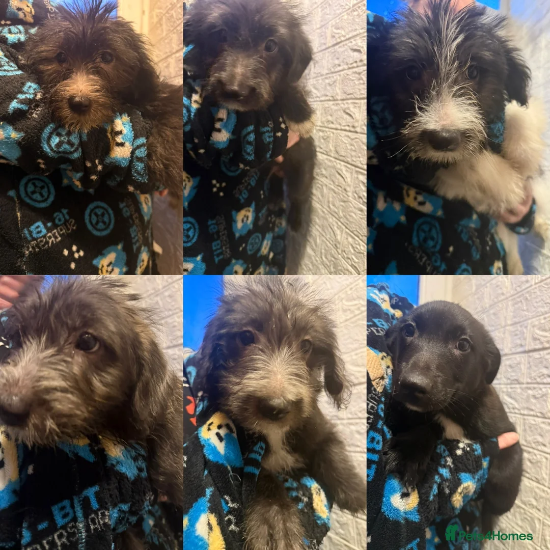 Mixed Breed dogs for sale: 6 Australian Shepherd X Springer x terrier puppies - Advert 1