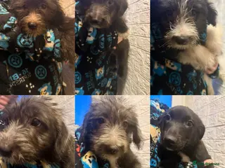 Mixed Breed dogs 6 Australian Shepherd X Springer x terrier puppies - Advert 4