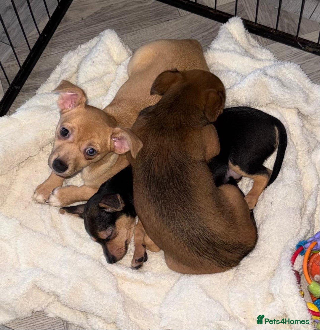 Mixed Breed dogs for sale: Our beautiful puppies - Advert 2