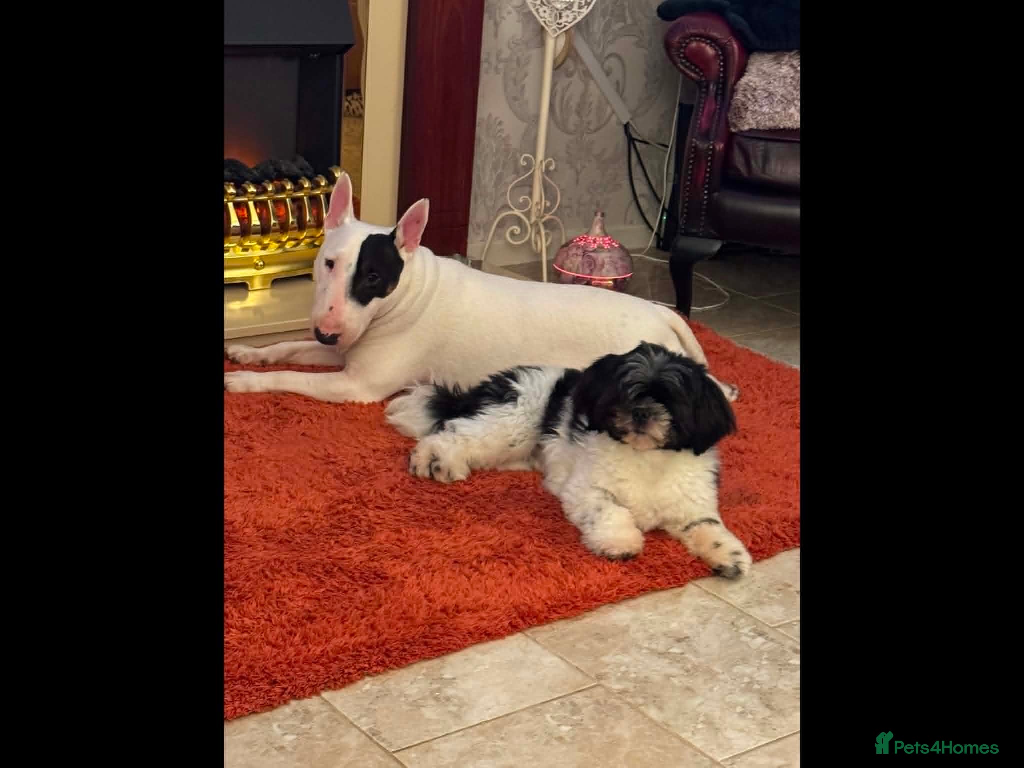 English Bull Terrier dogs 5 year old girl available. - Advert 1