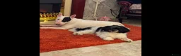 English Bull Terrier dogs for sale: 5 year old girl available. - Advert 5