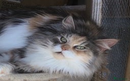 Maine Coon cats for sale: Gorgeous Maine Coon Girl - Image 1