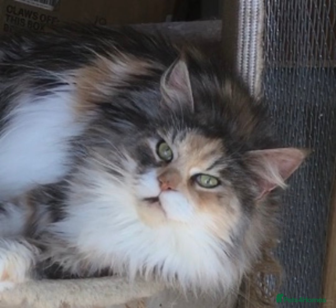 Maine Coon cats for sale: Gorgeous Maine Coon Girl - Image 1