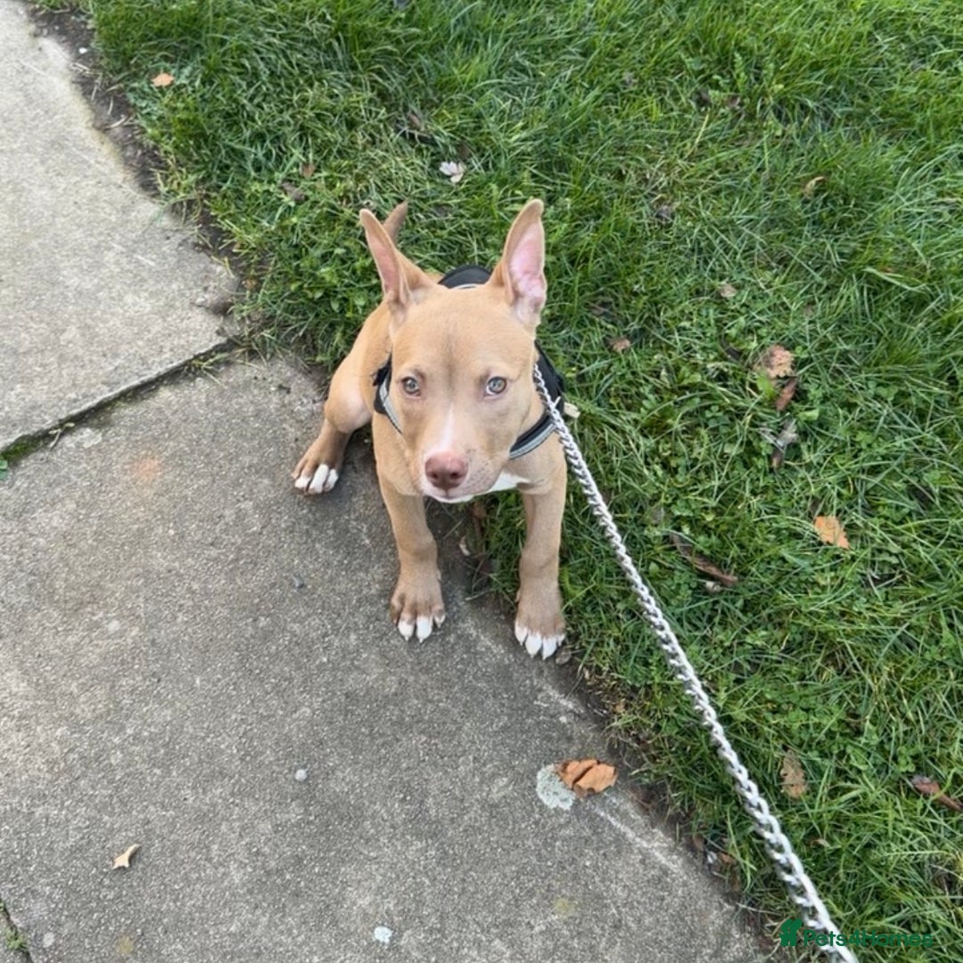 Mixed Breed dogs for sale: 1 puppy  - Advert 11