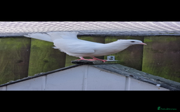 Doves birds for sale: Pair fantail doves - Image 1