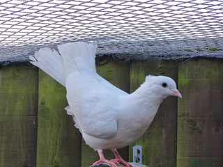 Doves birds Pair fantail doves - Advert 7