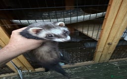 Ferret rodents for sale: Two hobs for sale. £40 each  - Image 6