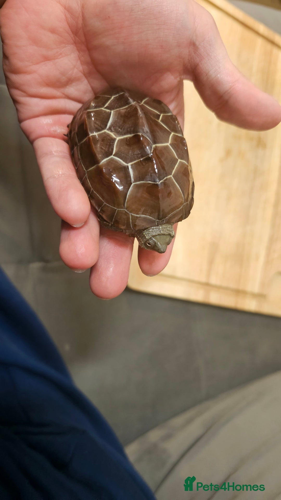 Turtle reptiles for sale: Two Reeves turtles for sale - Advert 3