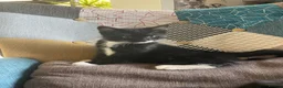 British Shorthair cats for sale: 2 handsome British shorthair boys - Advert 7