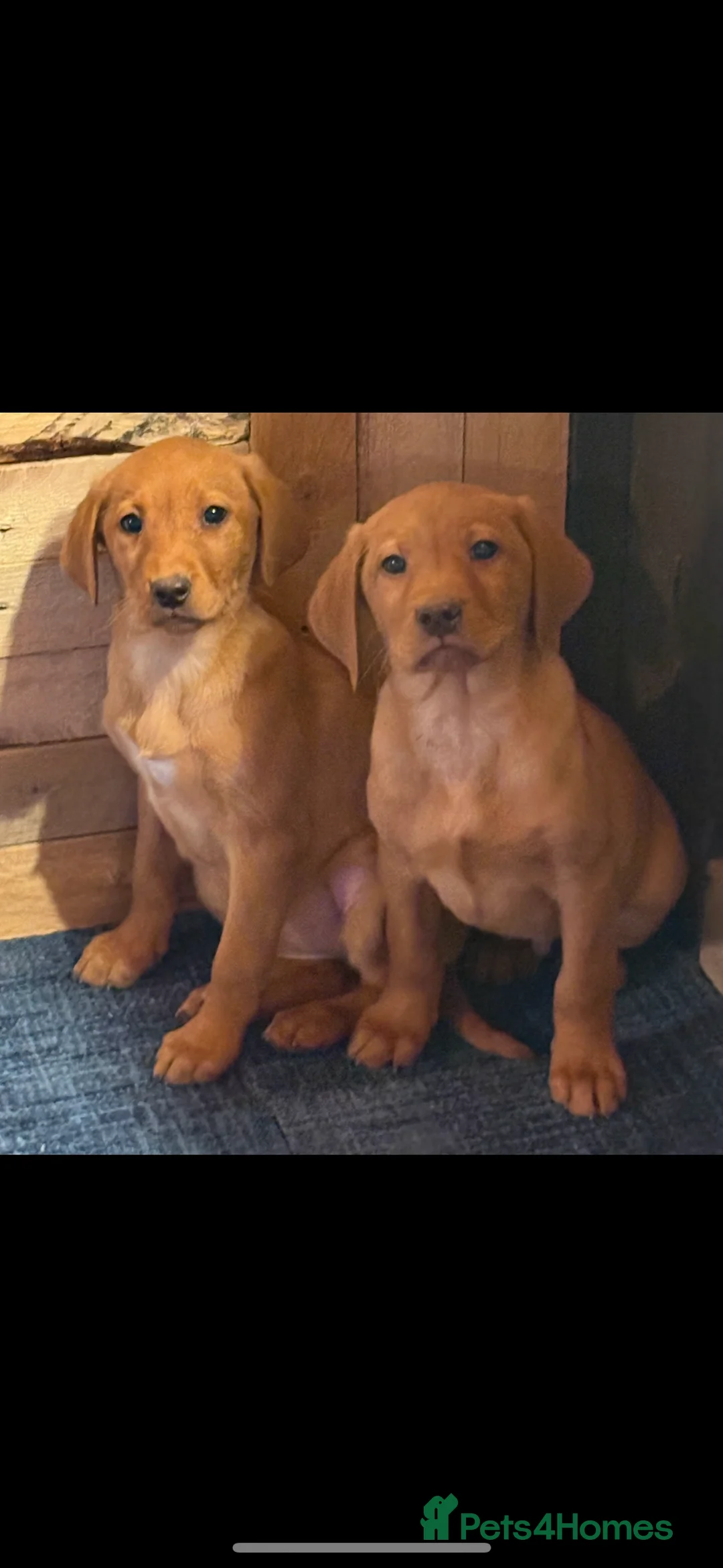 Labrador Retriever dogs for sale: Red Labrador puppies  - Advert 3