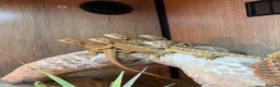Bearded Dragon reptiles for sale: Variety of reptiles  - Advert 1