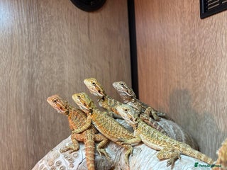 Bearded Dragon reptiles Variety of reptiles - Advert 15