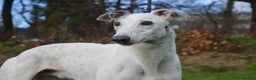 Greyhound dogs for sale: Retired Greyhounds for Rehoming  - Advert 1