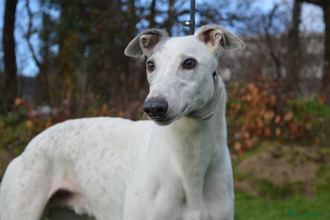 Greyhound dogs for sale: Retired Greyhounds for Rehoming  - Advert 1