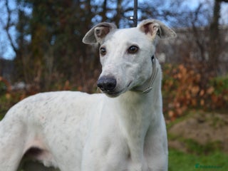 Greyhound dogs Retired Greyhounds for Rehoming - Advert 3