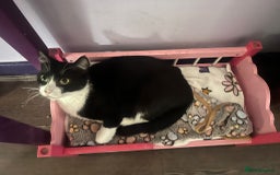 Mixed Breed cats for adoption: 3.5!month old male rescue kitten needs a home asap - Image 5