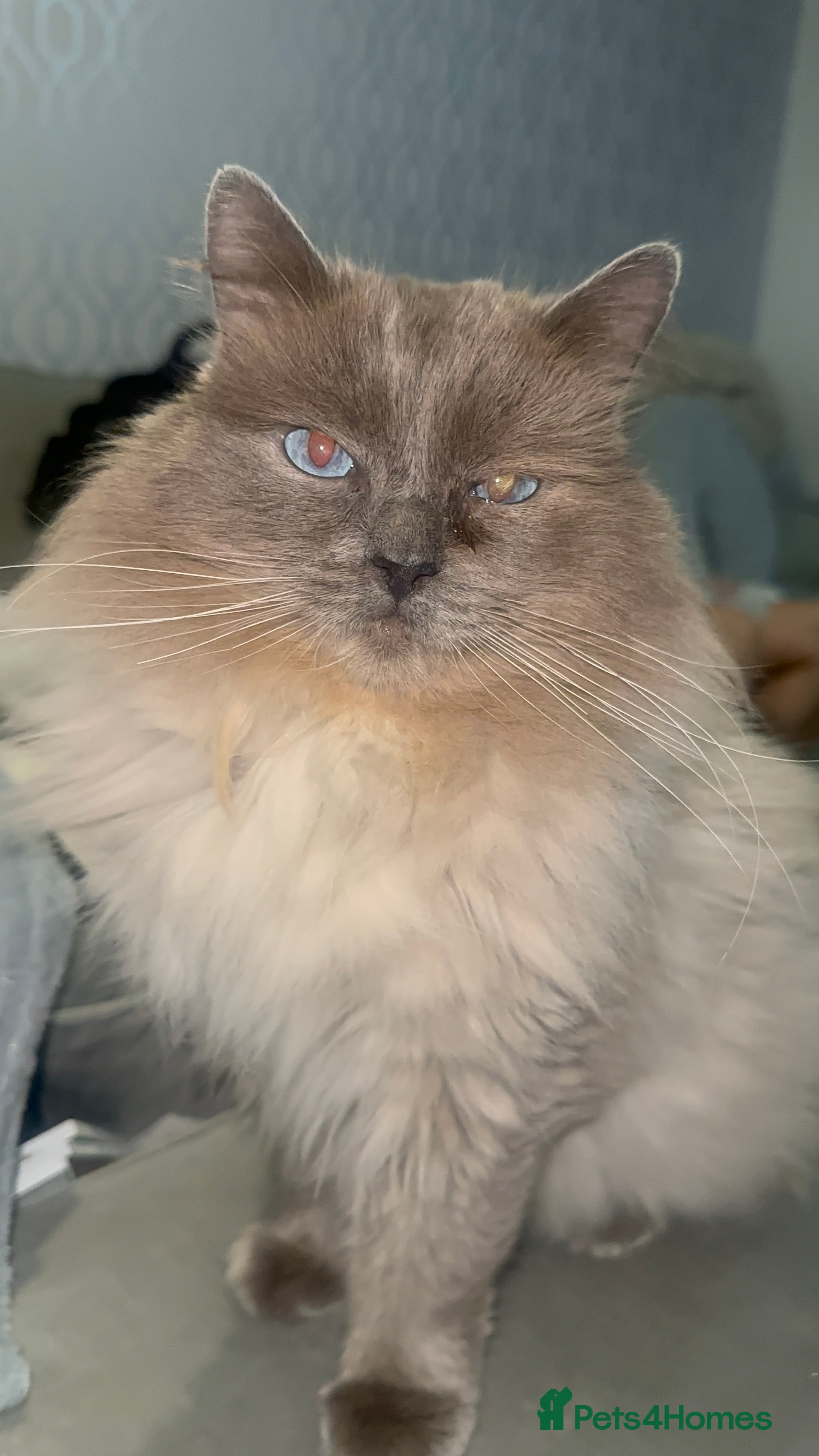 Ragdoll cats Blue Point Ragdoll STUD - Advert 1