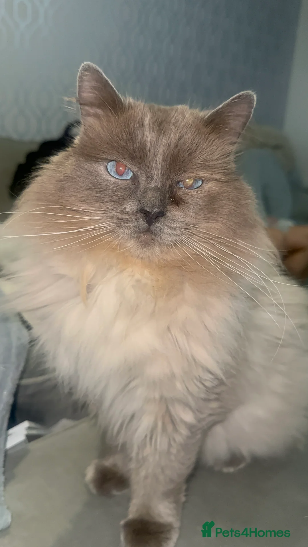 Ragdoll cats for stud: Blue Point Ragdoll STUD - Advert 1