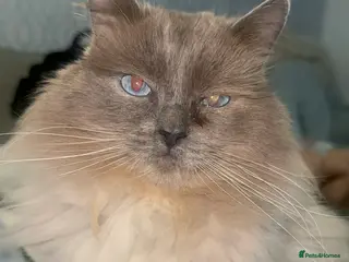 Ragdoll cats Blue Point Ragdoll STUD - Advert 8