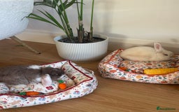 English rabbits for sale: Male and Female bunnies for sale - Image 1