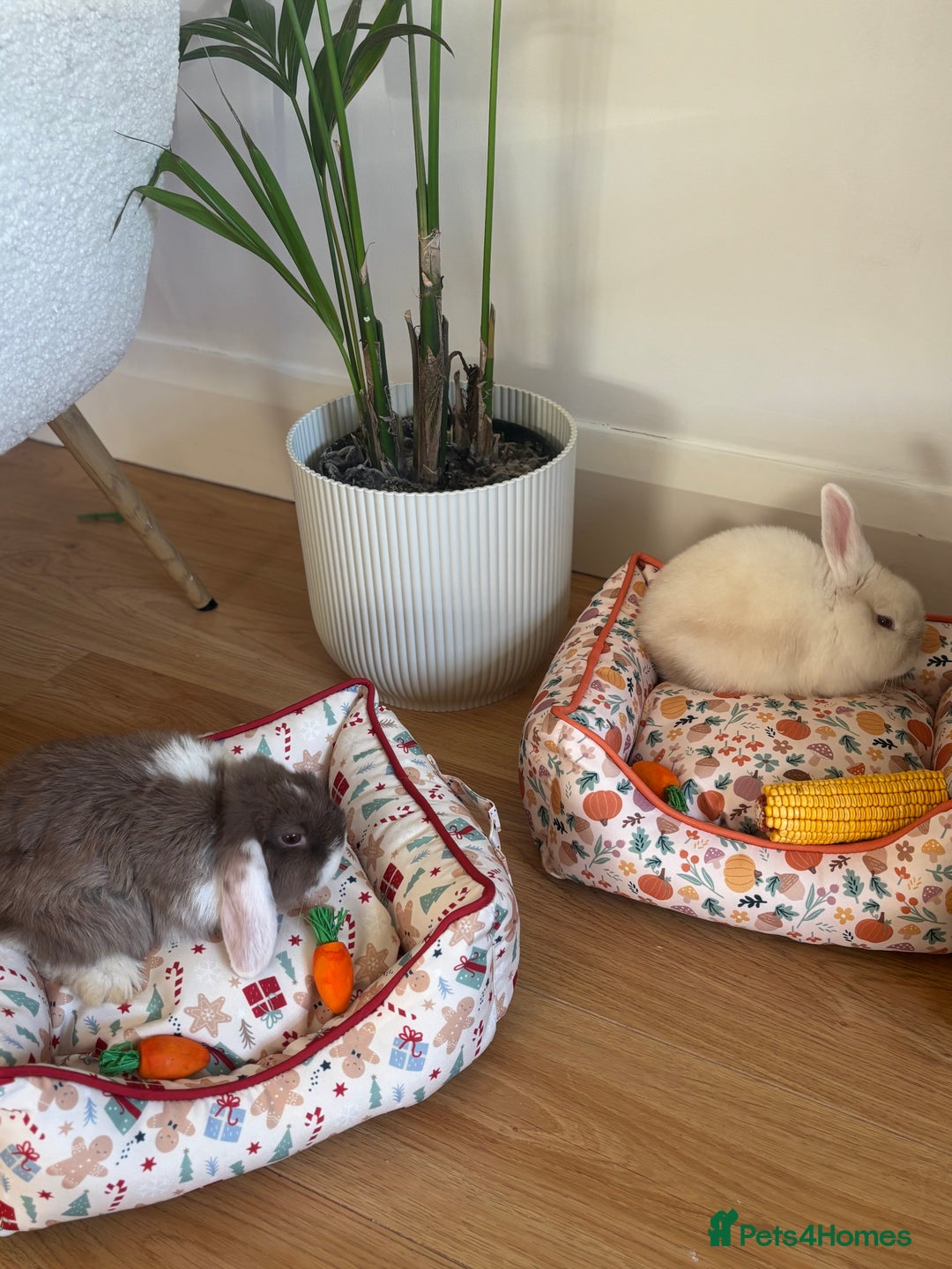 English rabbits for sale: Male and Female bunnies for sale - Image 1