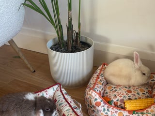 English rabbits - Advert 4