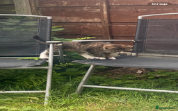 Bengal cats for sale: Tabby stripy Bengal cross  - Image 4