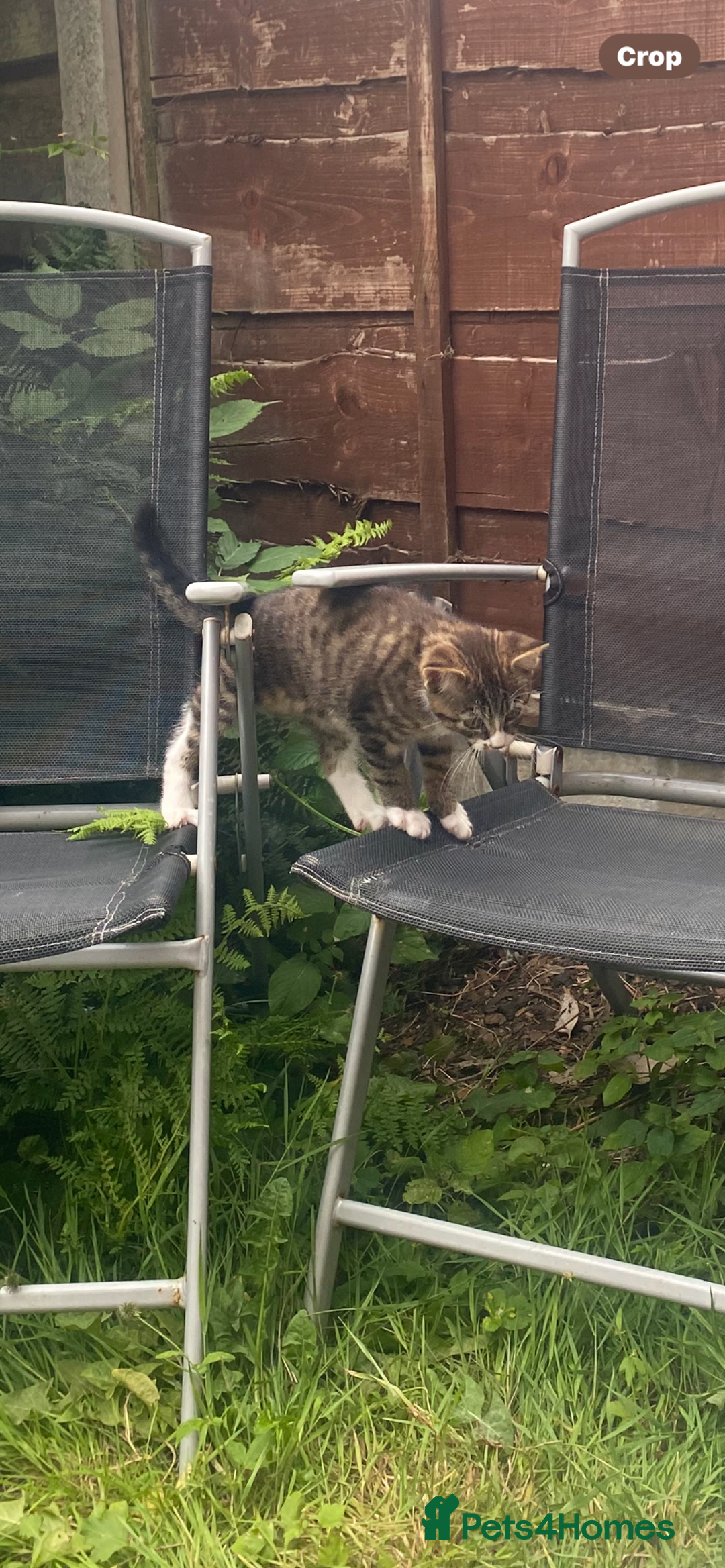 Bengal cats for sale: Tabby stripy Bengal cross  - Image 4