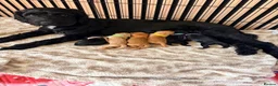 Cockapoo dogs for sale: ❤️READY NOW❤️3 Pretty F2 Cockapoo Girls Available  - Advert 1