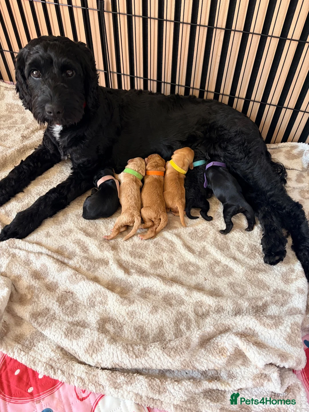 Cockapoo dogs for sale: ❤️READY NOW❤️3 Pretty F2 Cockapoo Girls Available  - Advert 1