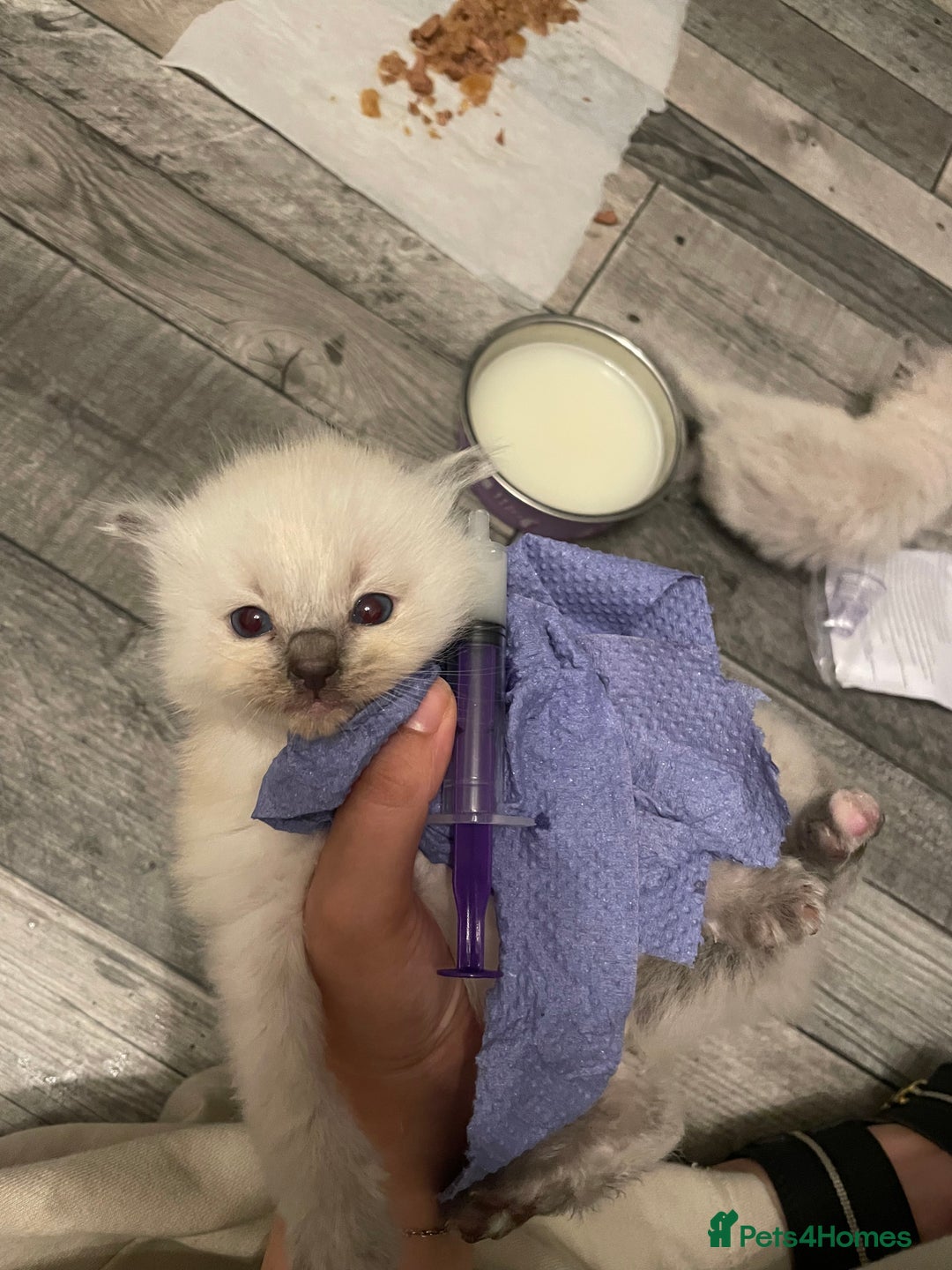 Ragdoll cats for sale: Ragdoll kitten  - Image 4