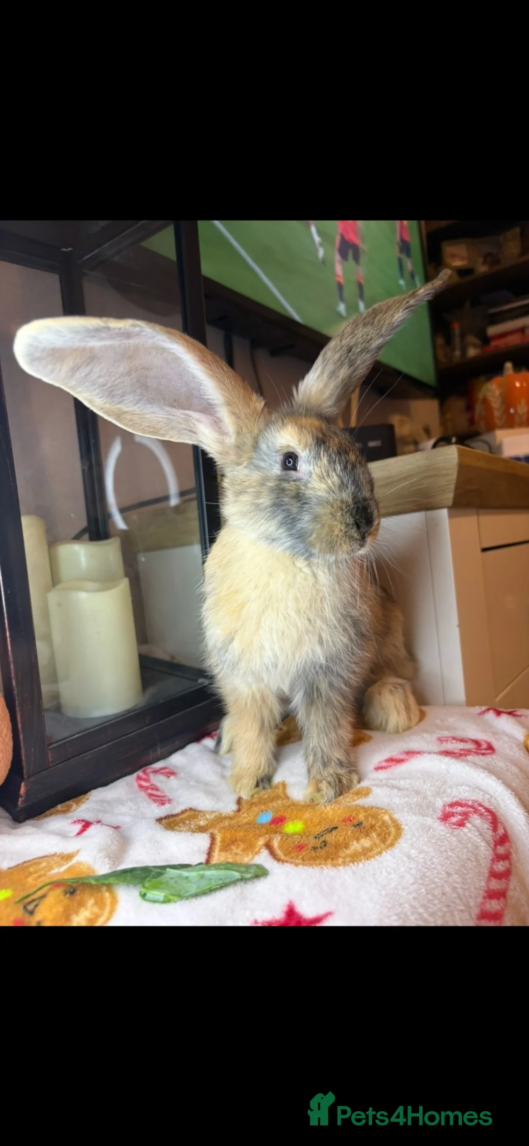 Continental Giant rabbits for sale: Stunning continental giant baby bunny rabbits - Advert 2