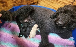 Mixed Breed dogs for sale: Moyen Poodles - Image 12