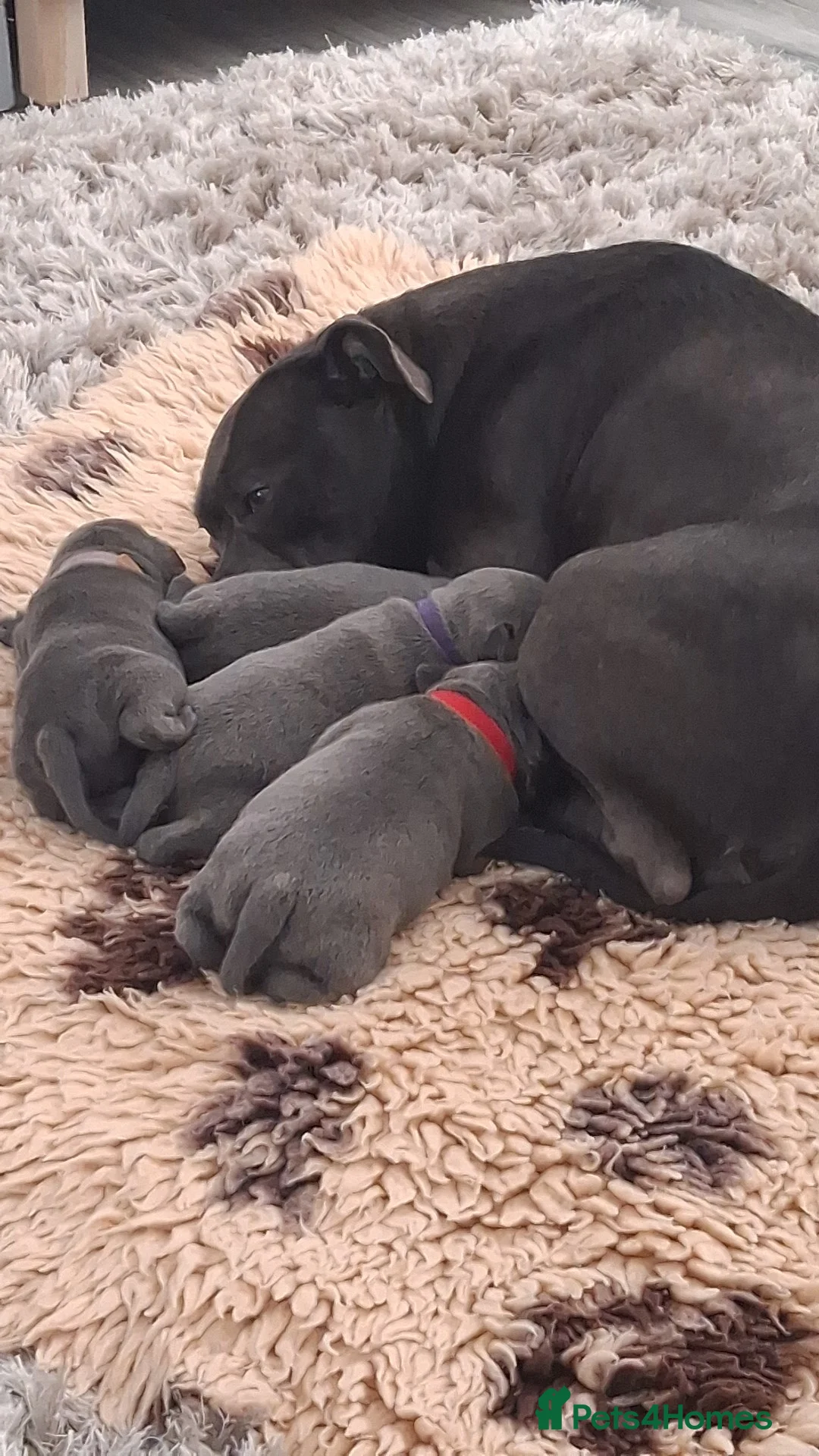 Staffordshire Bull Terrier dogs for sale: Bullscaff blues in Doncaster - Advert 6