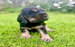 Cocker Spaniel dogs for sale: Gorgeous show type cocker spaniels - Image 4